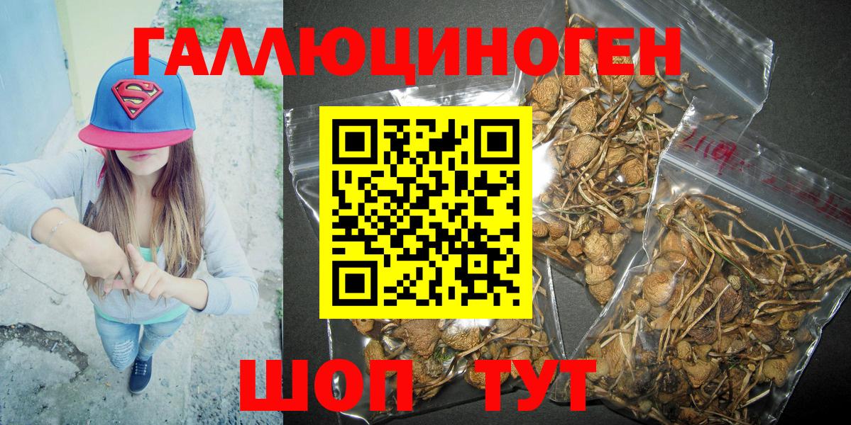 Псилоцибиновые грибы Psilocybine cubensis Дедовск